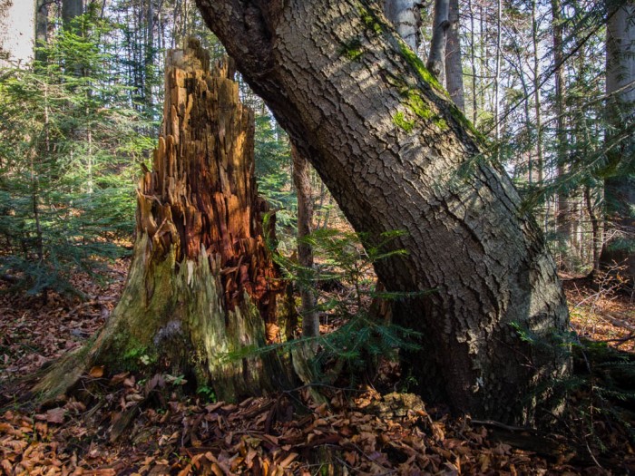 pień starego drzewa w rezerwacie Orkana Gorce