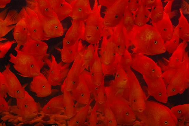 Czerwone rybki