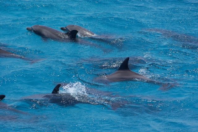 Morze Czerwone, delfiny