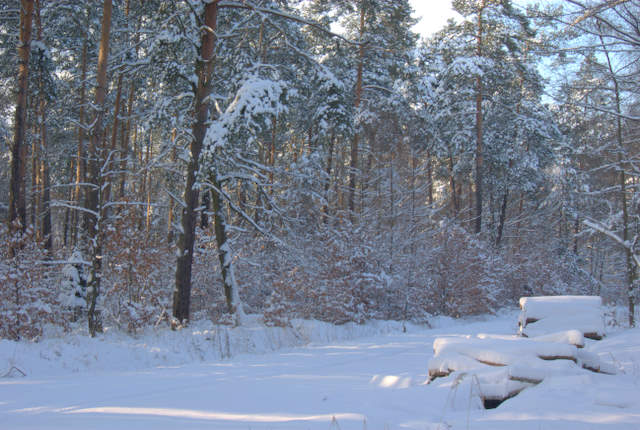 Las zimą w Rachowicach