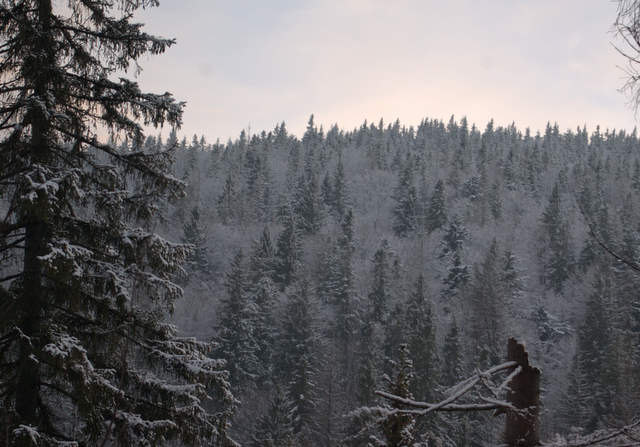 Gorce, Dolina Kamienicy