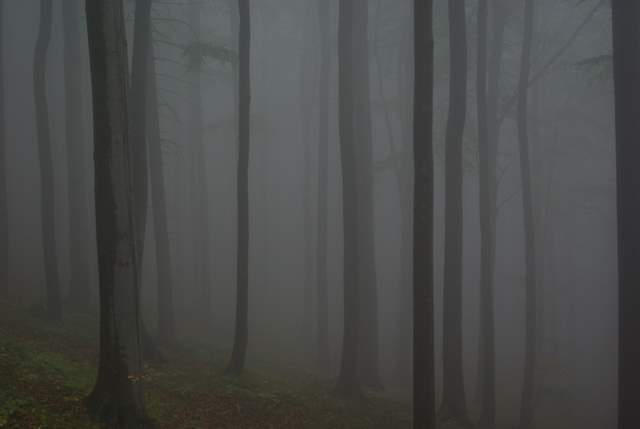 Góry Opawskie, lasy