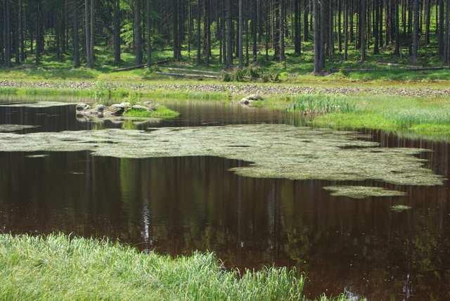 Leśne jeziorko