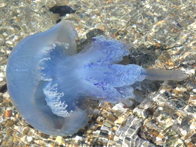 Meduza