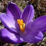 krokus kwiat