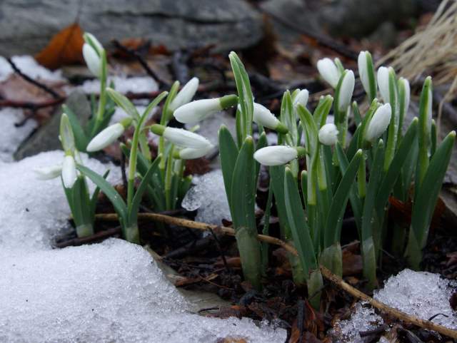 Śnieżyczka przebiśnieg