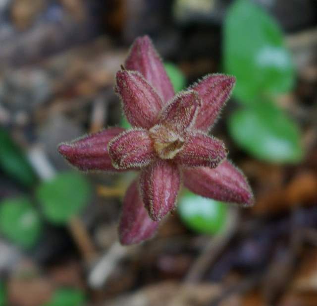 zaraza-orobanche