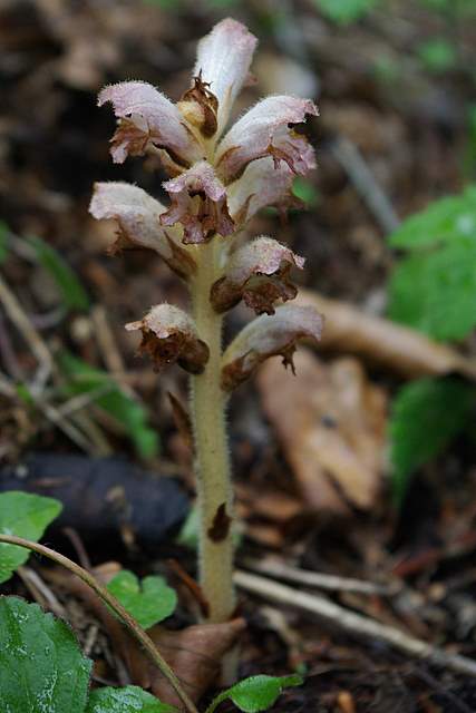 zaraza, orobanche