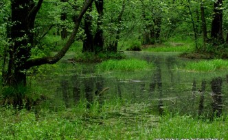 Las-Dąbrowa-Gliwice