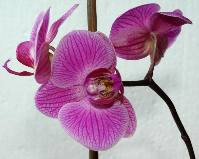 storczyk-Phalaenopsis-Tropical-Fantasy