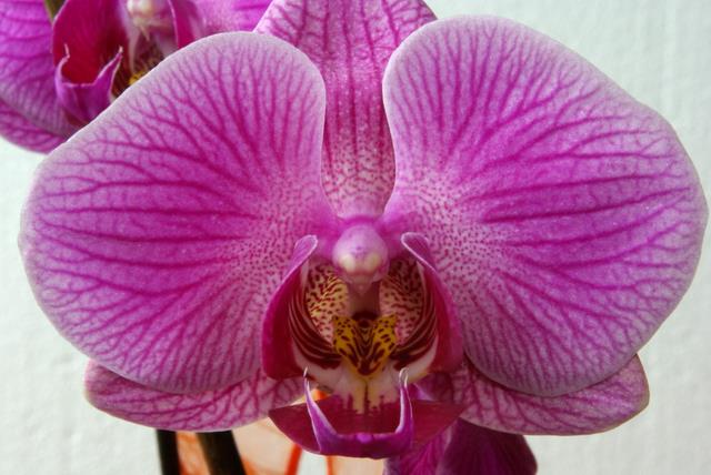 storczyk-Phalaenopsis-Tropical-Fantasy