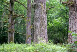 Podlasie, Puszcza Białowieska