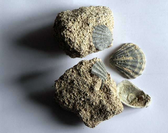 muszle skamieniałości piaskowiec