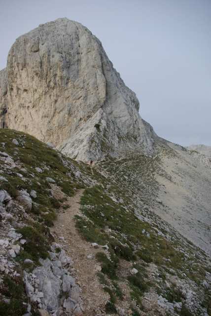 Zelanrica, trawers 