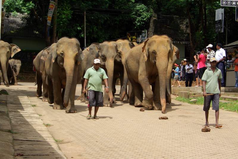 Sierociniec słoni w Pinnawela