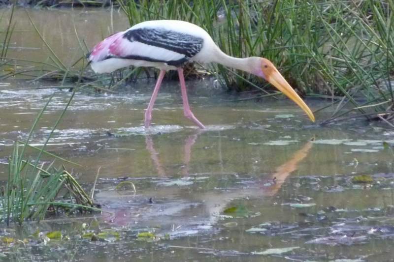 dałwigad indyjski, painted stork, Sri Lanka