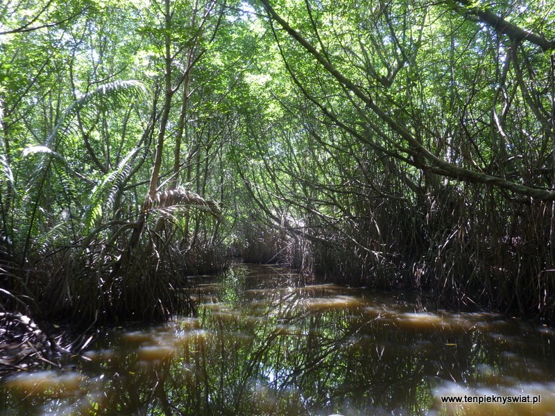 lasy mangrowe, Sri Lanka, Bentota, Beruwala