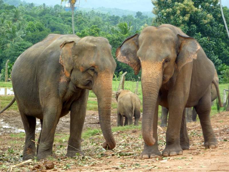 Sierociniec słoni w Pinnawela