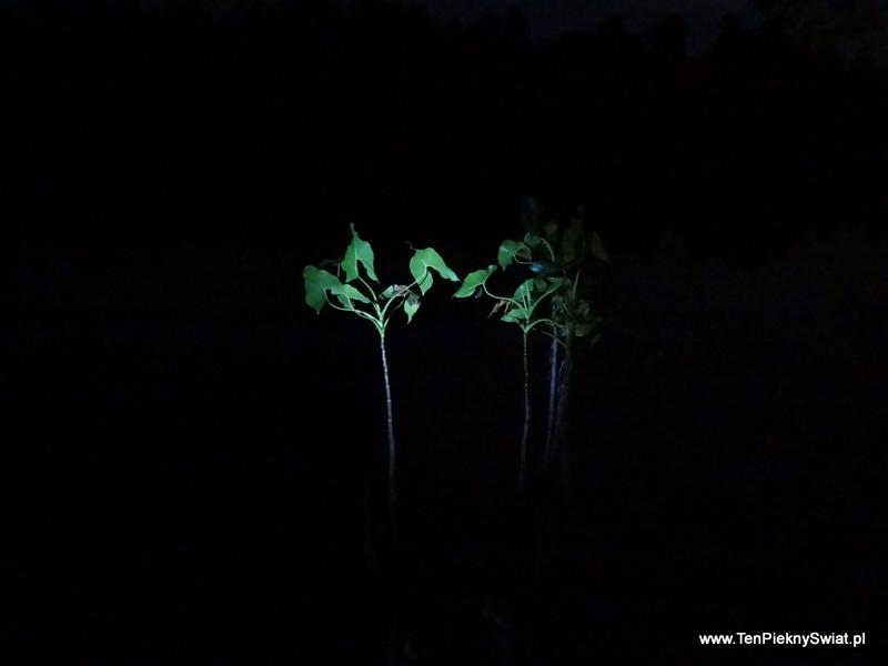 Noc nad Orinoko , nocne obserwacje przyrody