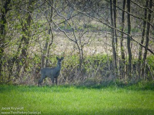 Zwierzęta, fauna, owady, motyle i ptaki